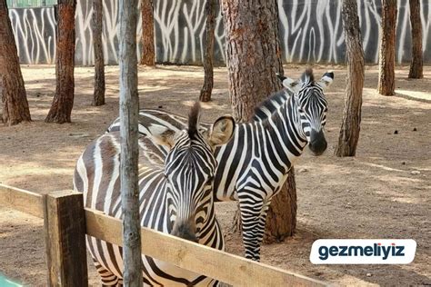 G­a­z­i­a­n­t­e­p­ ­H­a­y­v­a­n­a­t­ ­B­a­h­ç­e­s­i­­n­e­ ­b­i­r­ ­g­ü­n­d­e­ ­8­0­ ­b­i­n­ ­z­i­y­a­r­e­t­ç­i­ ­-­ ­S­o­n­ ­D­a­k­i­k­a­ ­H­a­b­e­r­l­e­r­